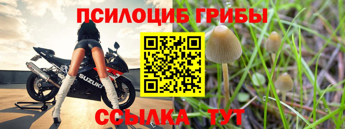 Галлюциногенные грибы Psilocybe Благовещенск